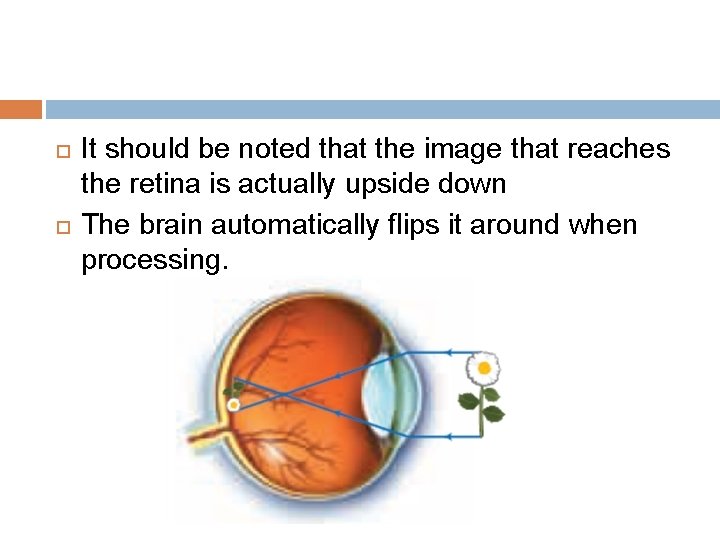  It should be noted that the image that reaches the retina is actually