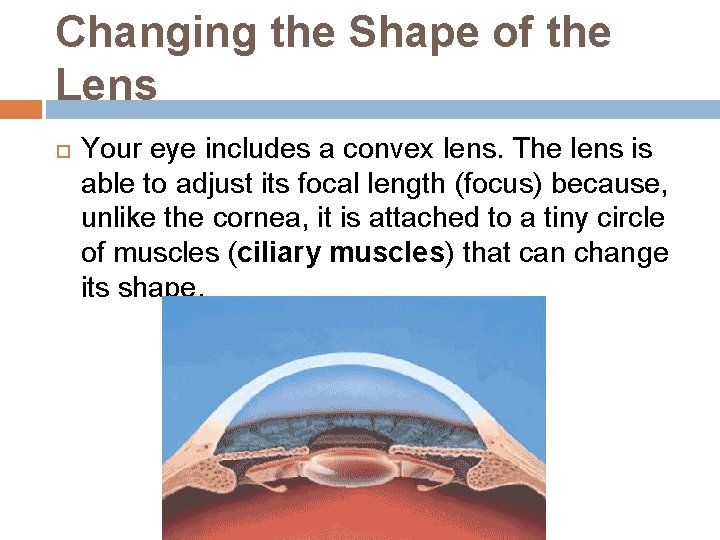 Changing the Shape of the Lens Your eye includes a convex lens. The lens