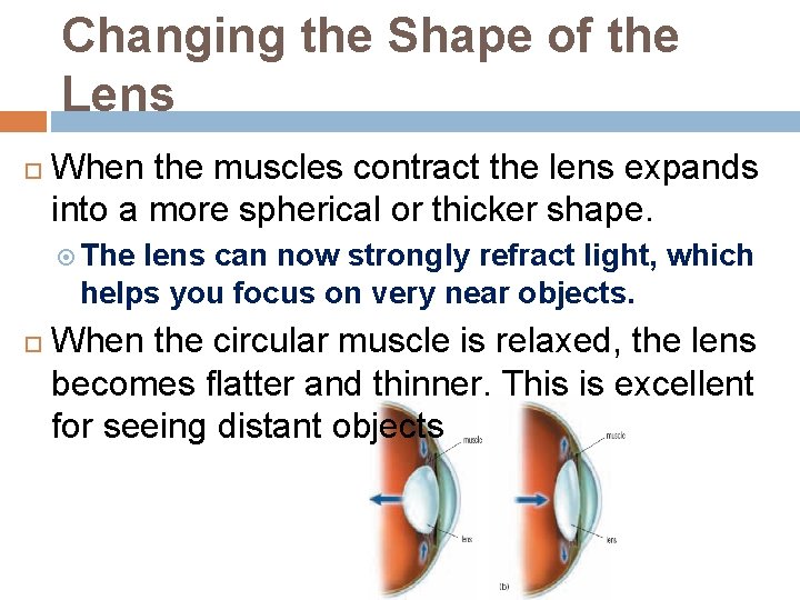 Changing the Shape of the Lens When the muscles contract the lens expands into