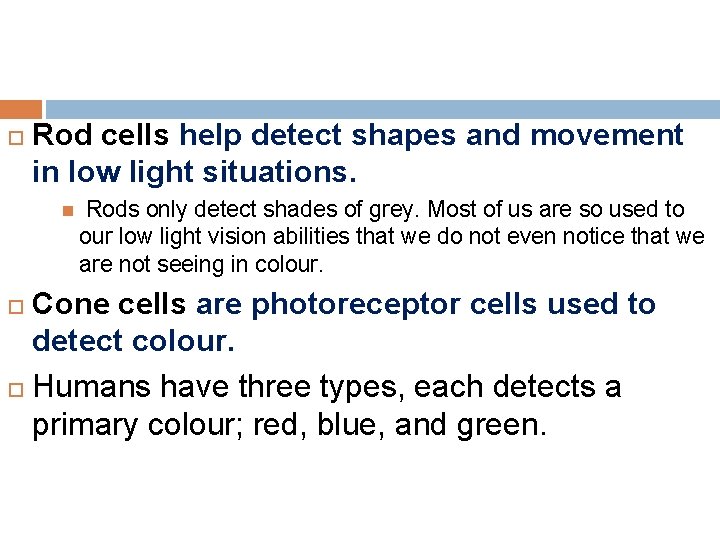  Rod cells help detect shapes and movement in low light situations. Rods only