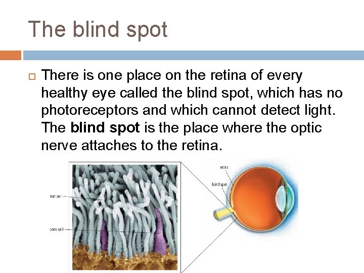 The blind spot There is one place on the retina of every healthy eye