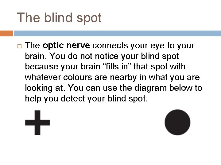 The blind spot The optic nerve connects your eye to your brain. You do