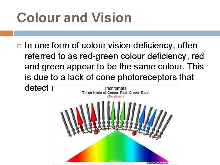 Colour and Vision In one form of colour vision deficiency, often referred to as