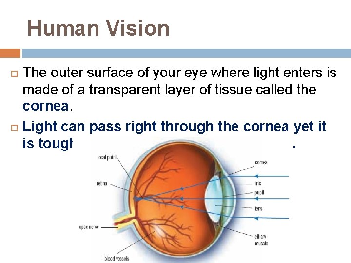 Human Vision The outer surface of your eye where light enters is made of