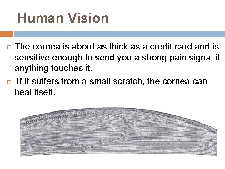 Human Vision The cornea is about as thick as a credit card and is