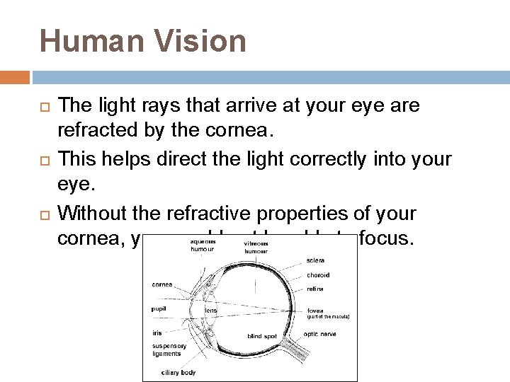 Human Vision The light rays that arrive at your eye are refracted by the