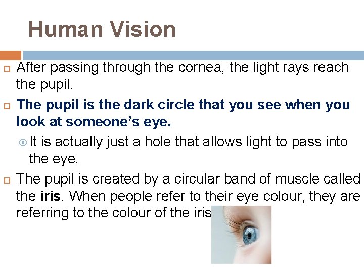 Human Vision After passing through the cornea, the light rays reach the pupil. The