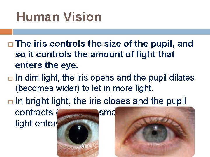 Human Vision The iris controls the size of the pupil, and so it controls