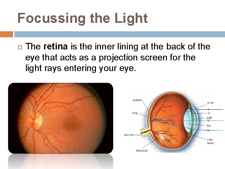 Focussing the Light The retina is the inner lining at the back of the