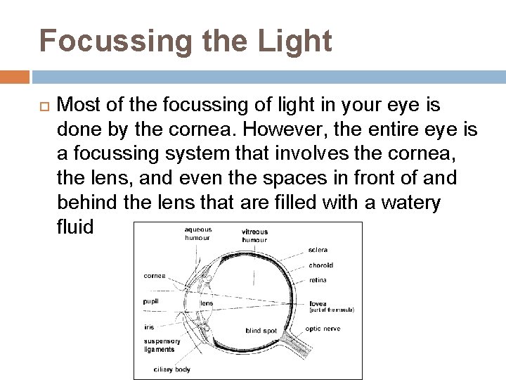 Focussing the Light Most of the focussing of light in your eye is done