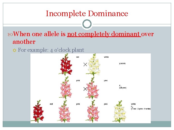 Incomplete Dominance When one allele is not completely dominant over another For example: 4