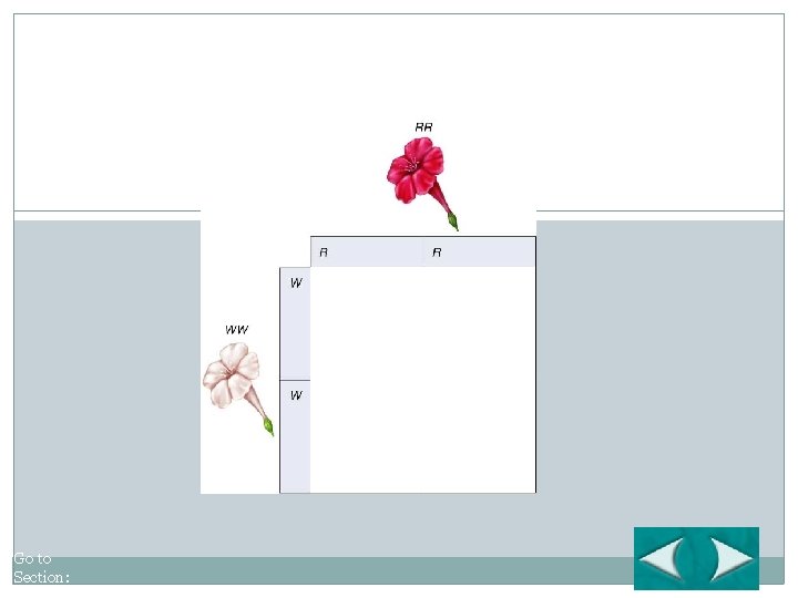 Figure 11 -11 Incomplete Dominance in Four O’Clock Flowers Section 11 -3 Go to