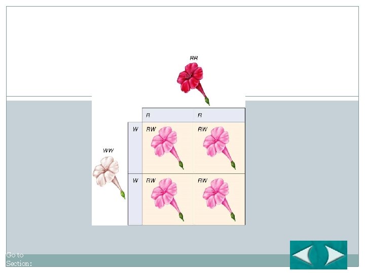 Figure 11 -11 Incomplete Dominance in Four O’Clock Flowers Section 11 -3 Go to