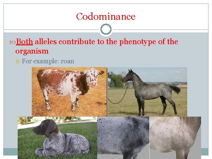 Codominance Both alleles contribute to the phenotype of the organism For example: roan 