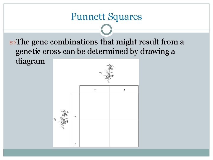 Punnett Squares The gene combinations that might result from a genetic cross can be