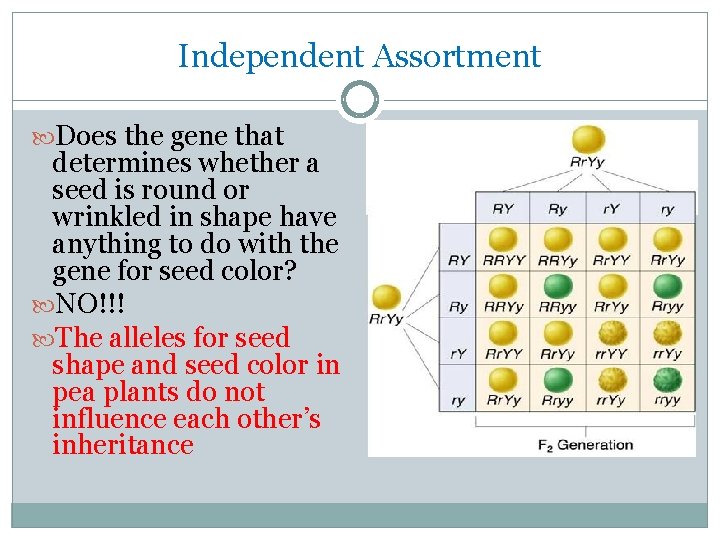 Independent Assortment Does the gene that determines whether a seed is round or wrinkled