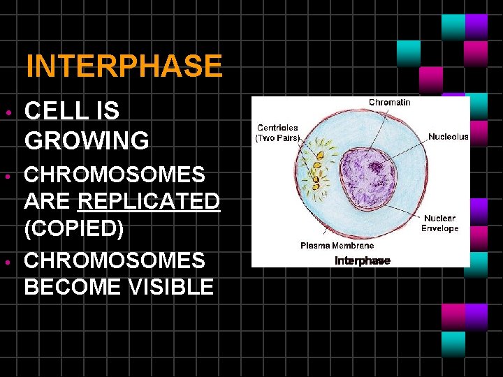 INTERPHASE • CELL IS GROWING • CHROMOSOMES ARE REPLICATED (COPIED) CHROMOSOMES BECOME VISIBLE • INTERPHASE • CELL IS GROWING • CHROMOSOMES ARE REPLICATED (COPIED) CHROMOSOMES BECOME VISIBLE •