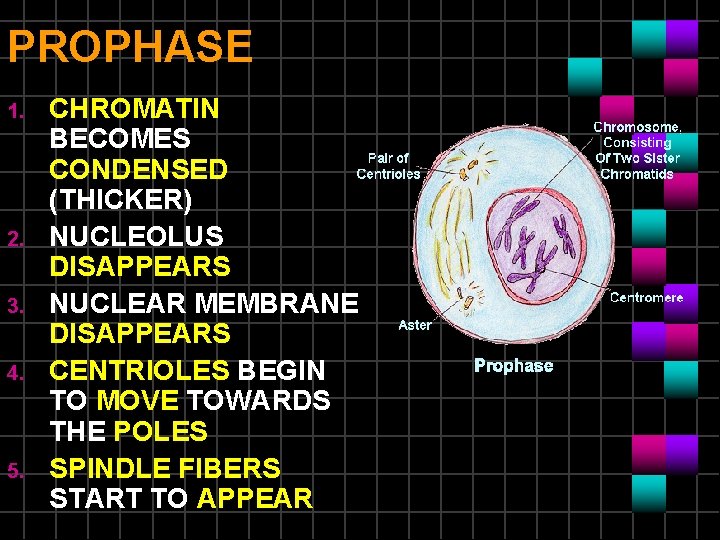PROPHASE 1. 2. 3. 4. 5. CHROMATIN BECOMES CONDENSED (THICKER) NUCLEOLUS DISAPPEARS NUCLEAR MEMBRANE PROPHASE 1. 2. 3. 4. 5. CHROMATIN BECOMES CONDENSED (THICKER) NUCLEOLUS DISAPPEARS NUCLEAR MEMBRANE