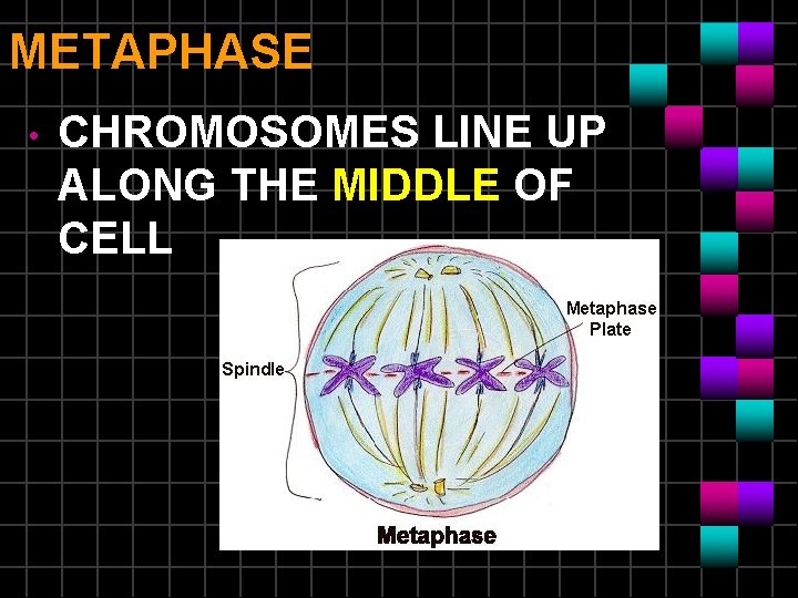 METAPHASE • CHROMOSOMES LINE UP ALONG THE MIDDLE OF CELL 