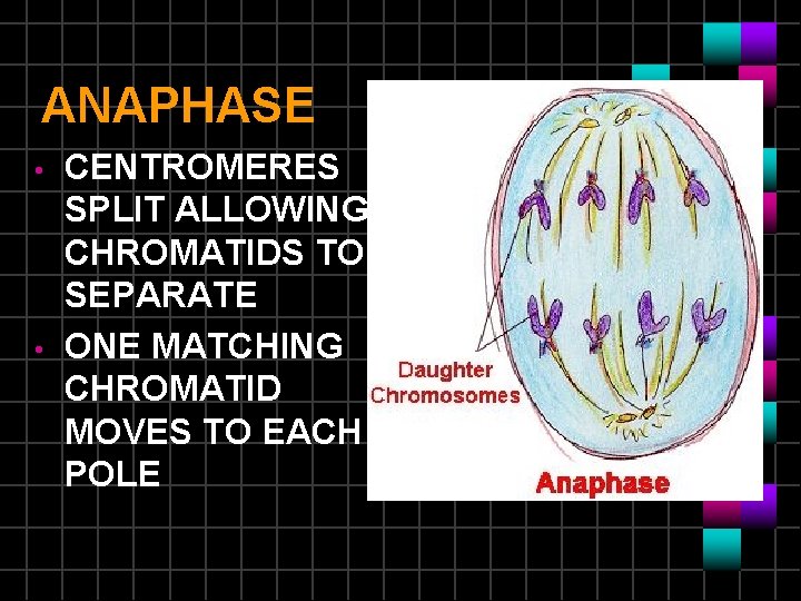 ANAPHASE • • CENTROMERES SPLIT ALLOWING CHROMATIDS TO SEPARATE ONE MATCHING CHROMATID MOVES TO