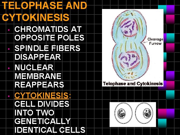 TELOPHASE AND CYTOKINESIS • • CHROMATIDS AT OPPOSITE POLES SPINDLE FIBERS DISAPPEAR NUCLEAR MEMBRANE