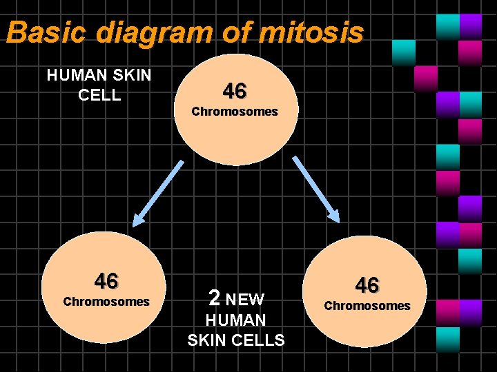 Basic diagram of mitosis HUMAN SKIN CELL 46 Chromosomes 2 NEW HUMAN SKIN CELLS Basic diagram of mitosis HUMAN SKIN CELL 46 Chromosomes 2 NEW HUMAN SKIN CELLS