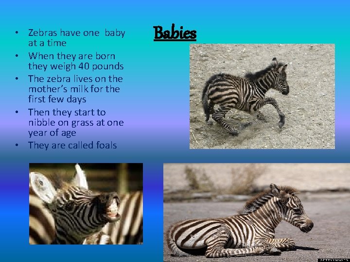  • Zebras have one baby at a time • When they are born
