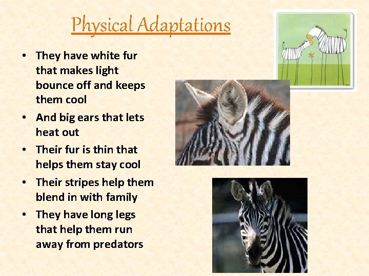 Physical Adaptations • They have white fur that makes light bounce off and keeps