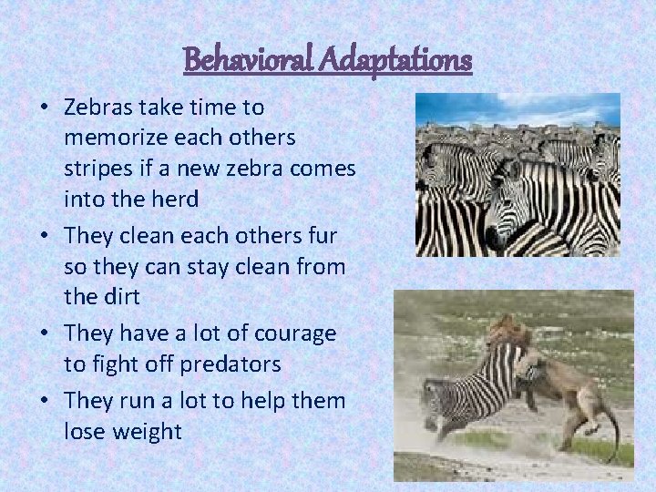 Behavioral Adaptations • Zebras take time to memorize each others stripes if a new