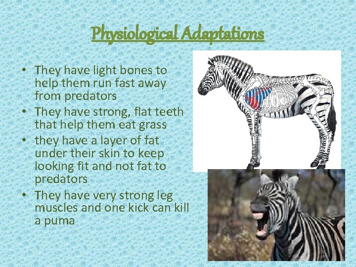 Physiological Adaptations • They have light bones to help them run fast away from