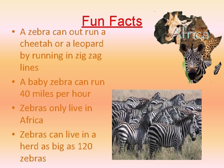 Fun Facts • A zebra can out run a cheetah or a leopard by