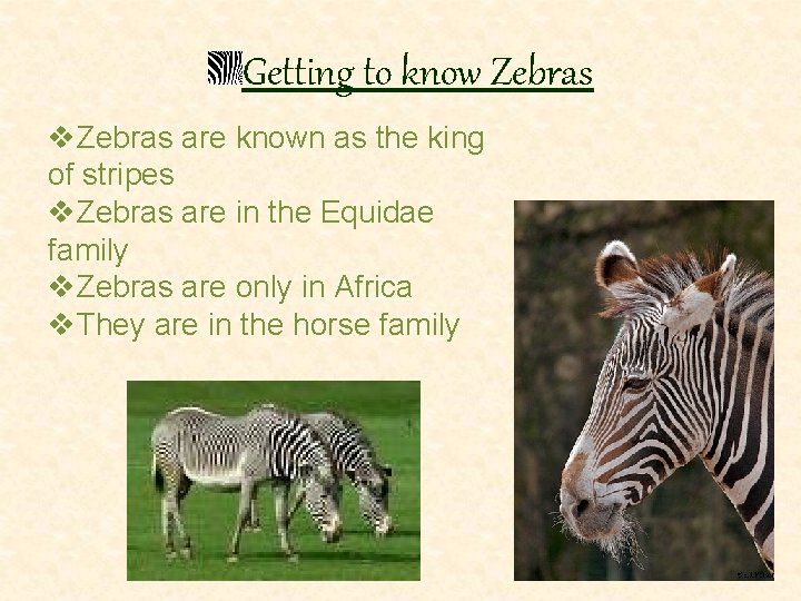 Getting to know Zebras v. Zebras are known as the king of stripes v.