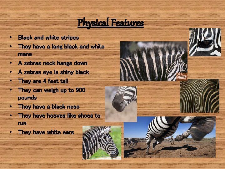 Physical Features • Black and white stripes • They have a long black and