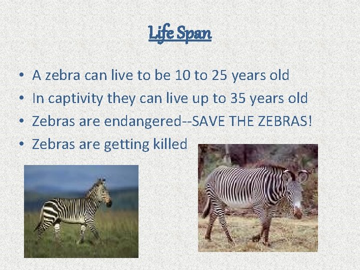 Life Span • • A zebra can live to be 10 to 25 years