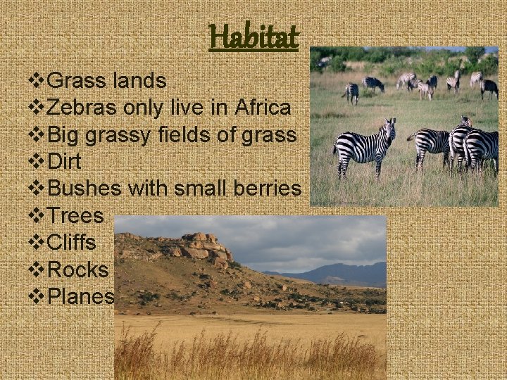 Habitat v. Grass lands v. Zebras only live in Africa v. Big grassy fields