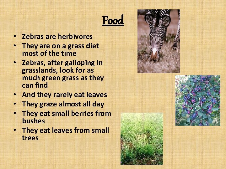 Food • Zebras are herbivores • They are on a grass diet most of