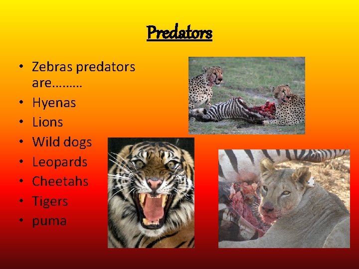 Predators • Zebras predators are……… • Hyenas • Lions • Wild dogs • Leopards