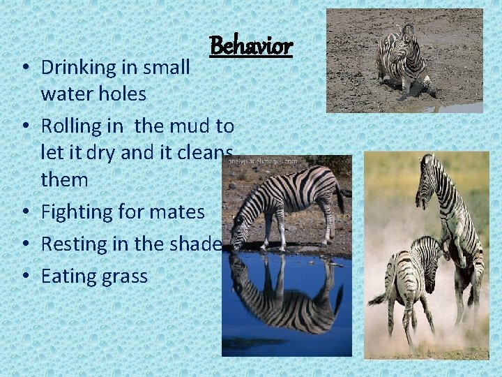 Behavior • Drinking in small water holes • Rolling in the mud to let