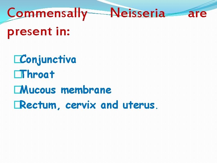 Commensally present in: Neisseria �Conjunctiva �Throat �Mucous membrane �Rectum, cervix and uterus. are 