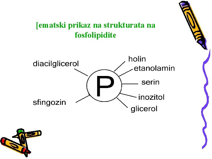 [ematski prikaz na strukturata na fosfolipidite 