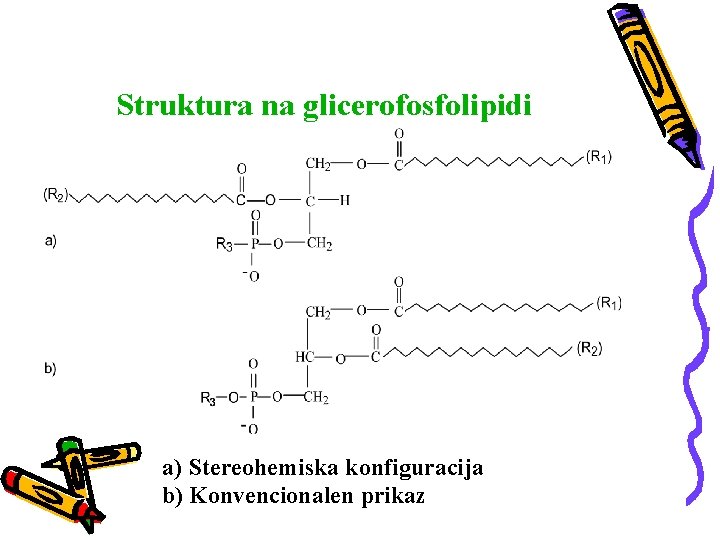 Struktura na glicerofosfolipidi a) Stereohemiska konfiguracija b) Konvencionalen prikaz 