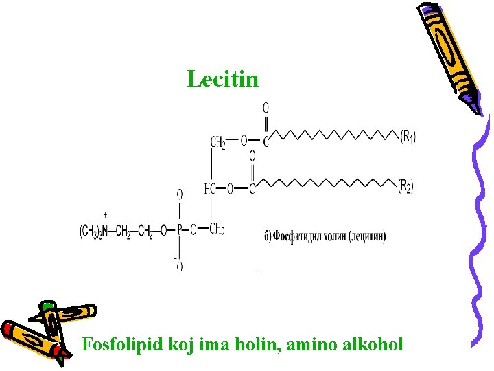 Lecitin Fosfolipid koj ima holin, amino alkohol 