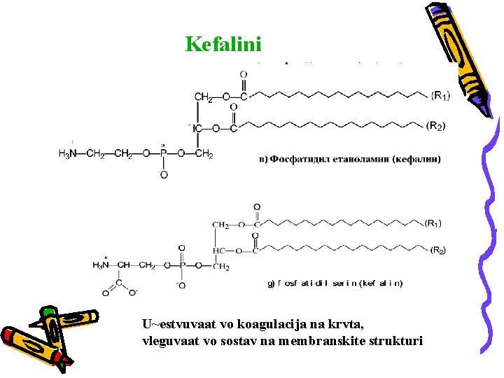 Kefalini U~estvuvaat vo koagulacija na krvta, vleguvaat vo sostav na membranskite strukturi 