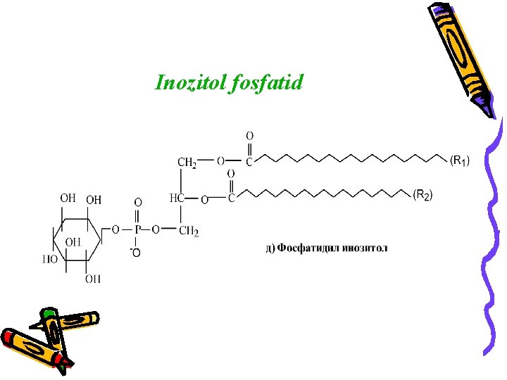 Inozitol fosfatid 