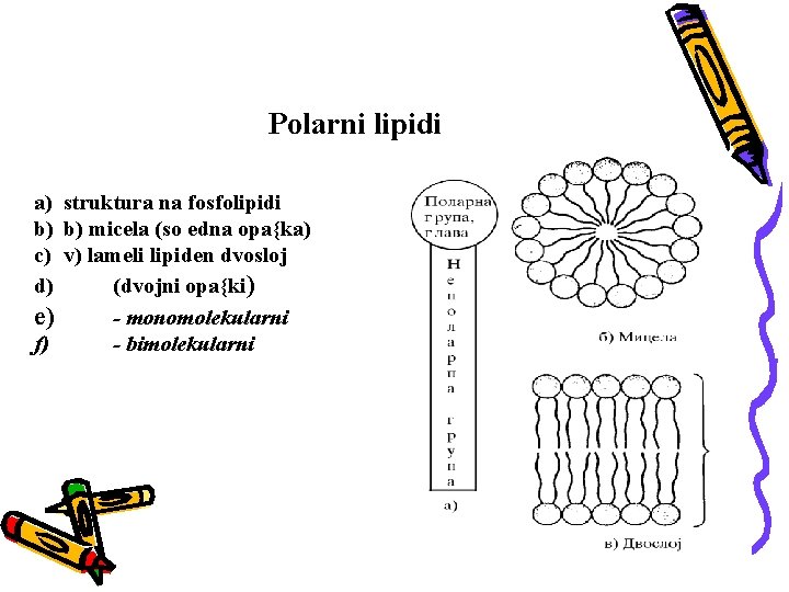 Polarni lipidi a) struktura na fosfolipidi b) b) micela (so edna opa{ka) c) v)