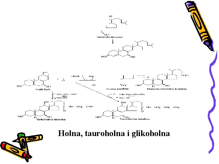 Holna, tauroholna i glikoholna 