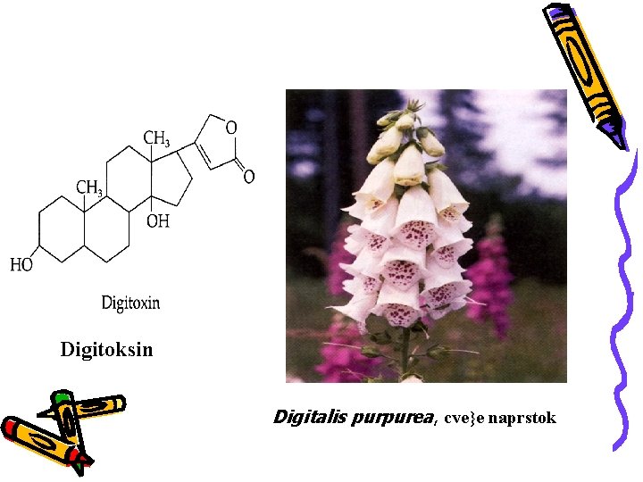 Digitoksin Digitalis purpurea, cve}e naprstok 