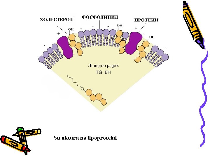 Struktura na lipoproteini 