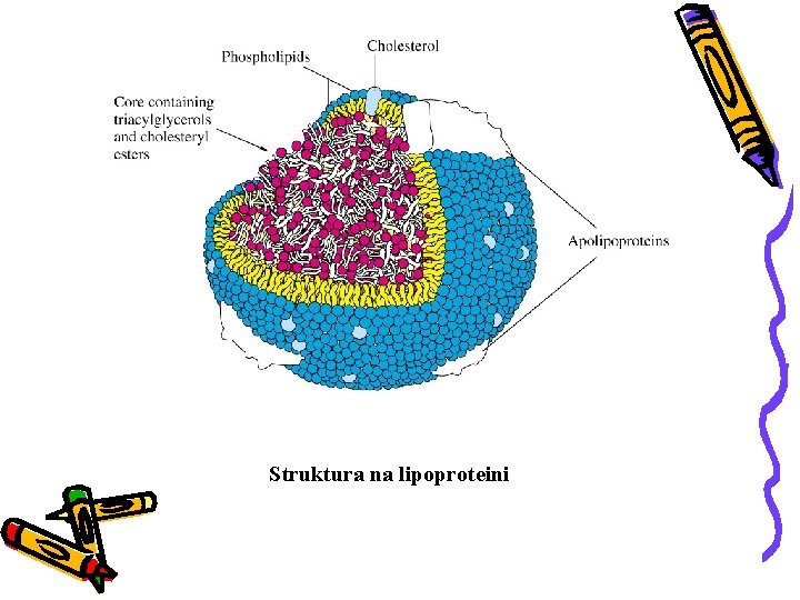 Struktura na lipoproteini 