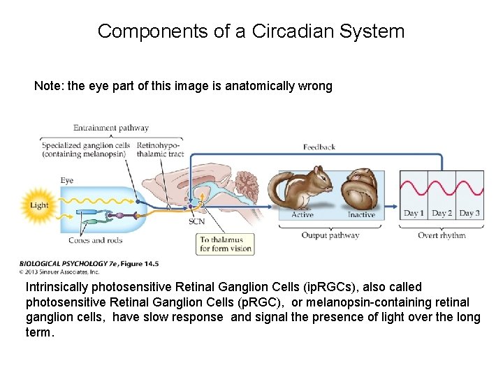 Components of a Circadian System Note: the eye part of this image is anatomically